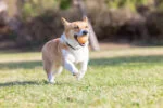 Psí míček s vůní vanilky, M 6 cm – Chuckit! Birthday Fetch Ball - Obrázek 4