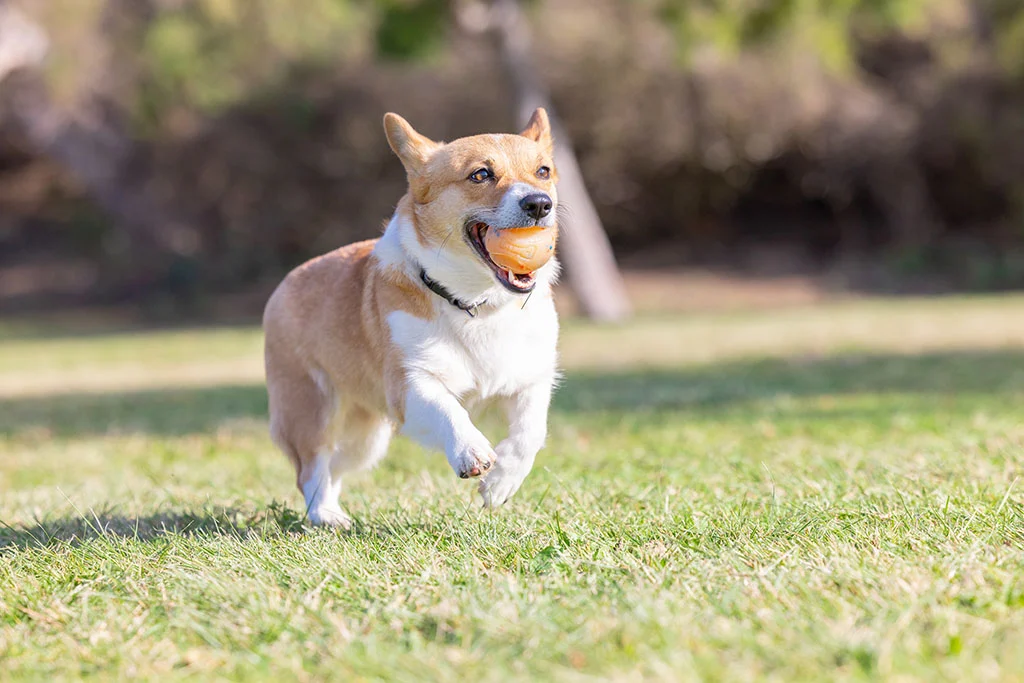 Psí míček s vůní vanilky, M 6 cm – Chuckit! Birthday Fetch Ball - Obrázek 4