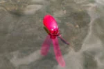 Hračka pro psy s pískátkem a šustícími chapadly, M 28 cm, oranžová – Dog Comets Alien Octo - Obrázek 4
