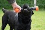 Gumová házecí tyč s pískátkem, L 32 cm, oranžová – Dog Comets Meteor - Obrázek 6