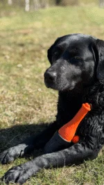 Aportovací hračka se šňůrou do vody, 23 cm, růžová – Dog Comets Bobber - Obrázek 5