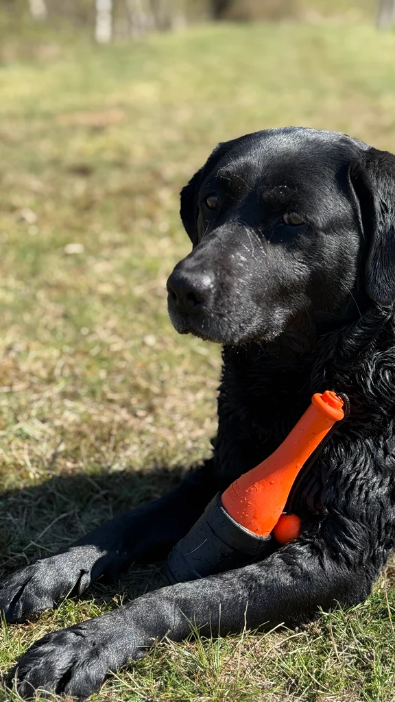 Aportovací hračka se šňůrou do vody, 23 cm, růžová – Dog Comets Bobber - Obrázek 5