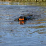Aportovací hračka se šňůrou do vody, 23 cm, růžová – Dog Comets Bobber - Obrázek 2