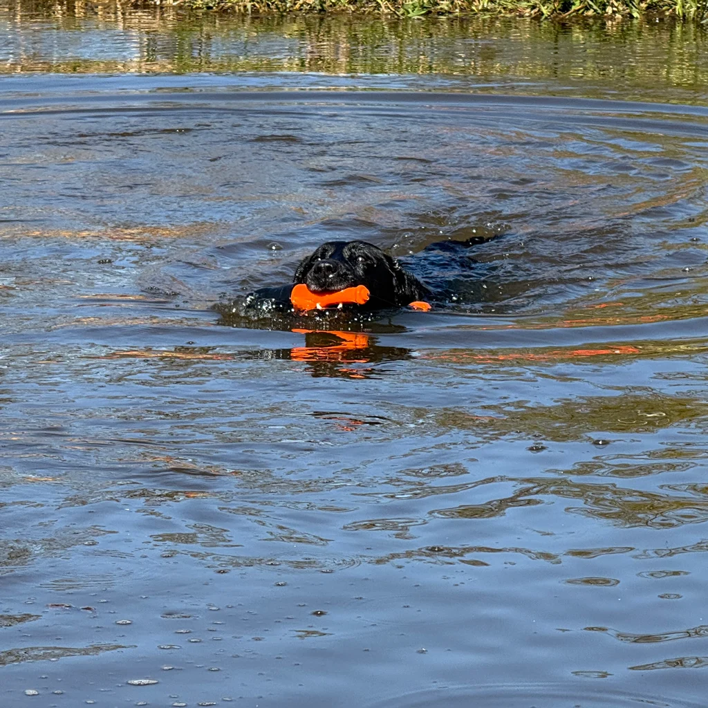Aportovací hračka se šňůrou do vody, 23 cm, růžová – Dog Comets Bobber - Obrázek 2