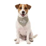 Chladicí šátek pro psy, béžový, S, 45 x 20 cm – Coolpets Cooling Bandana