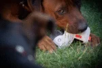 Plyšová hračka pro psa z hovězí kůže s tichým pískátkem, světle šedá – štěně Doggy Doodles - Obrázek 3