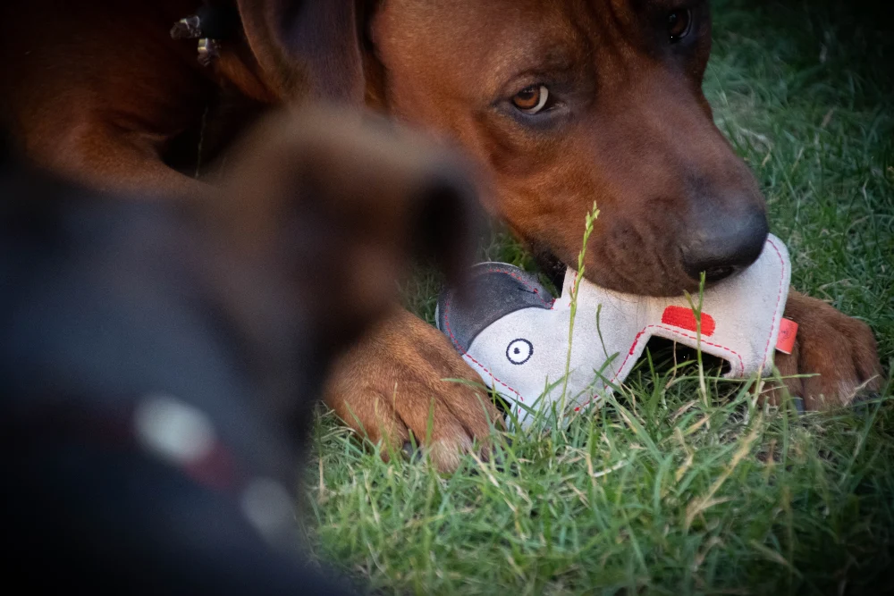 Plyšová hračka pro psa z hovězí kůže s tichým pískátkem, světle šedá – štěně Doggy Doodles - Obrázek 3