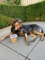 Pamlsek pro psy ze 100% vyškvařeného koňského tuku, cca 350 g – Duo Dog Snack - Obrázek 3