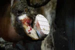 Paznehtový blok z bukového dřeva pro krávy, 11 cm – Excellent Easy Hoof Block - Obrázek 3