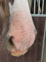 Opalovací krém pro koně a poníky, 150 g – Excellent Horse Sunblock Cream SPF 30 - Obrázek 3