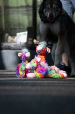 Plyšová hračka pro psy z recyklovaného materiálu s pískátkem, L, 32 x 16 cm – FantaZoo Alpaca - Obrázek 3