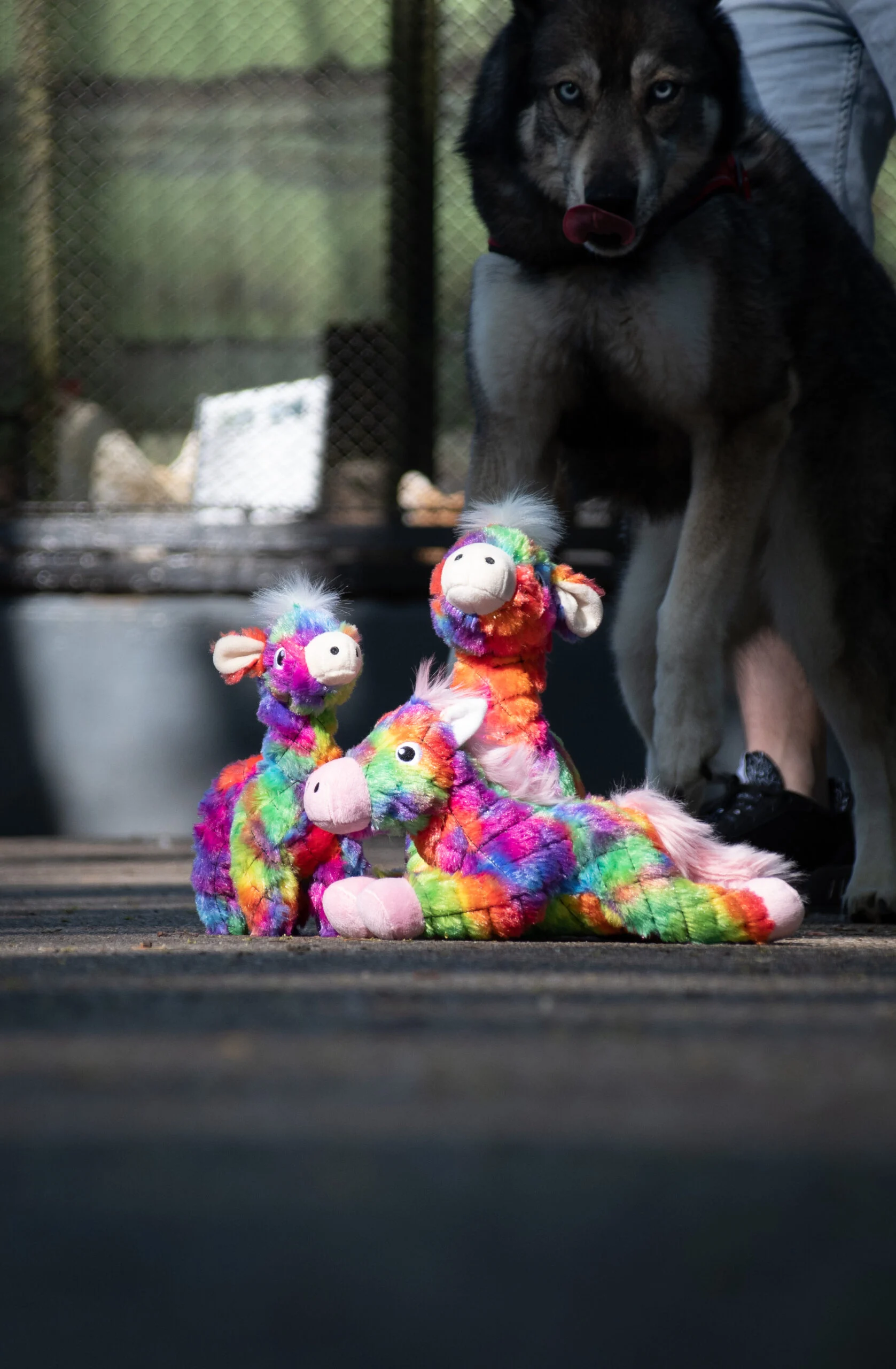 Plyšová hračka pro psy z recyklovaného materiálu s pískátkem, L, 32 x 16 cm – FantaZoo Alpaca - Obrázek 3