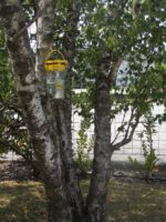 Venkovní past na mouchy se 40 g návnady – Flybuster Garden Trap - Obrázek 5