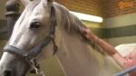 Lesk na hřívu a ocas koně, usnadňuje rozčesávání, 250 ml – Paardenpraat TV Glans Spray - Obrázek 2