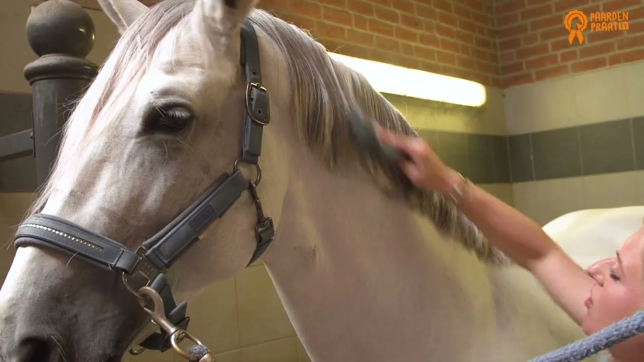 Lesk na hřívu a ocas koně, usnadňuje rozčesávání, 250 ml – Paardenpraat TV Glans Spray - Obrázek 2