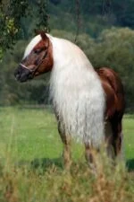 Sprej na hřívu a ocas, usnadňující rozčesávání, 500 ml – Excellent Horse Hi Gloss Spray - Obrázek 4