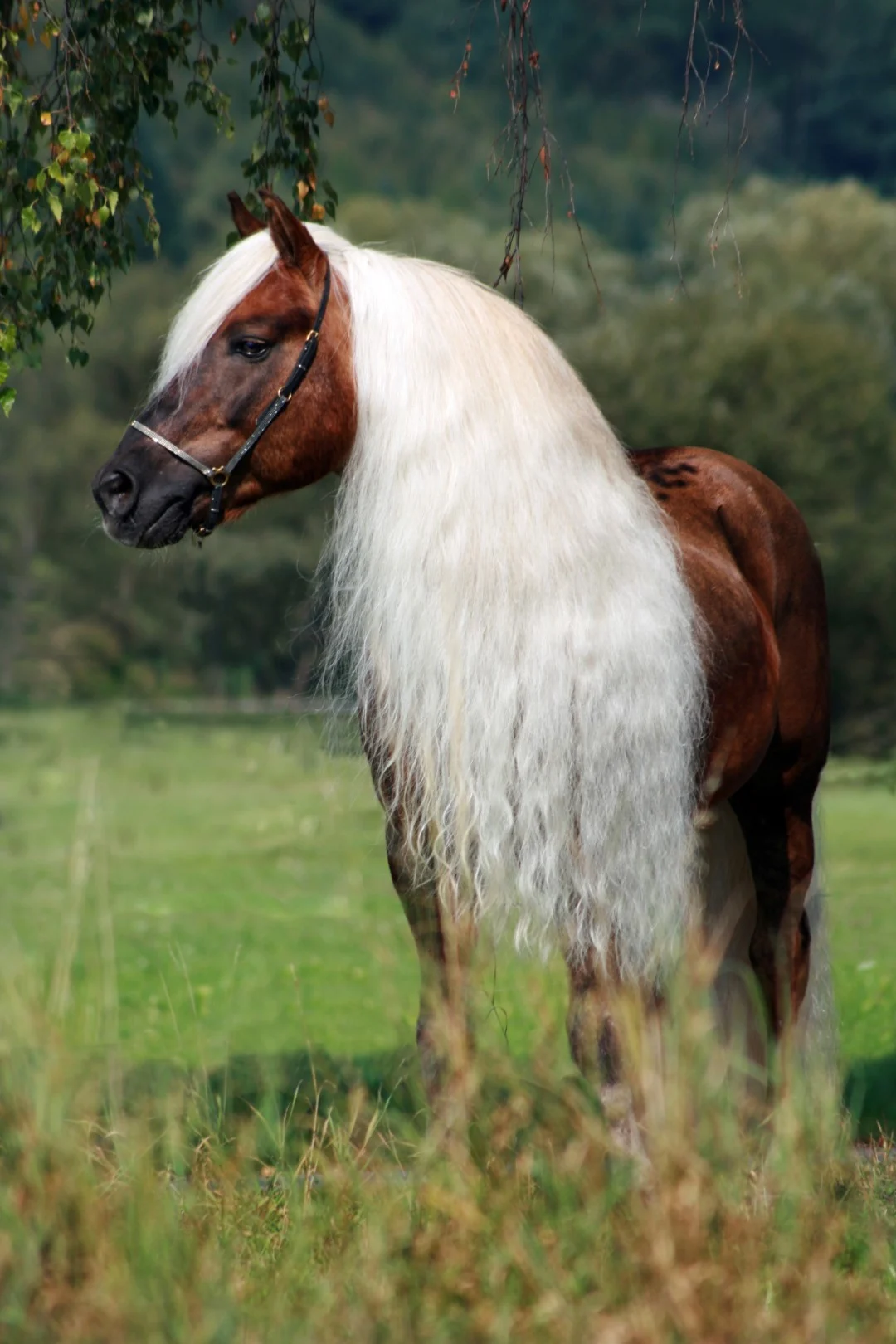 Sprej na hřívu a ocas, usnadňující rozčesávání, 500 ml – Excellent Horse Hi Gloss Spray - Obrázek 4