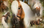 Sprej na hřívu a ocas, usnadňující rozčesávání, 500 ml – Excellent Horse Hi Gloss Spray - Obrázek 3