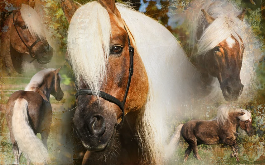Sprej na hřívu a ocas, usnadňující rozčesávání, 500 ml – Excellent Horse Hi Gloss Spray - Obrázek 3