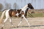Třpytivý sprej na srst, hřívu a ocas, 250 ml – Excellent Horse Hi Gloss Glitter Spray Turquoise - Obrázek 2