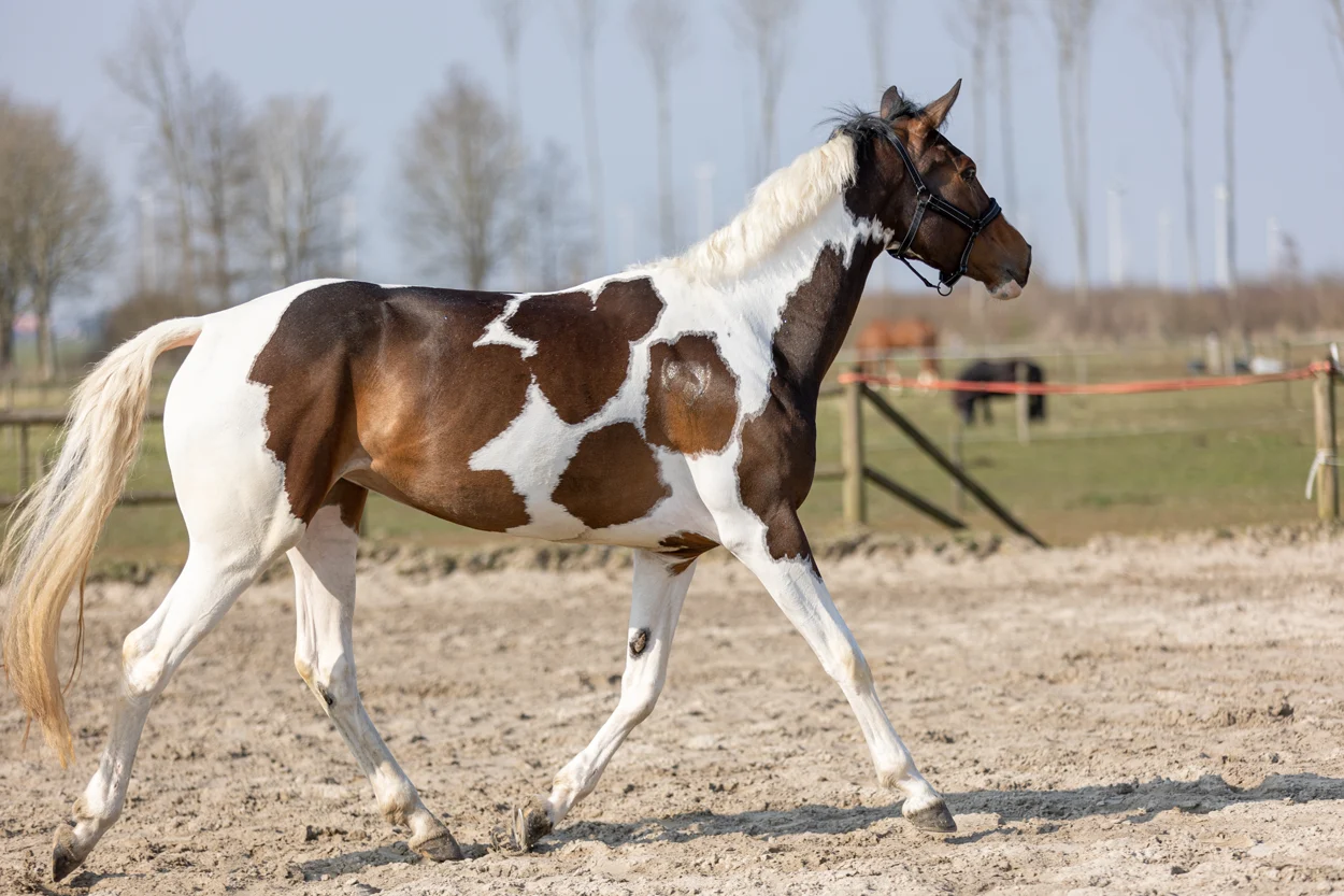 Třpytivý sprej na srst, hřívu a ocas, 250 ml – Excellent Horse Hi Gloss Glitter Spray Turquoise - Obrázek 2