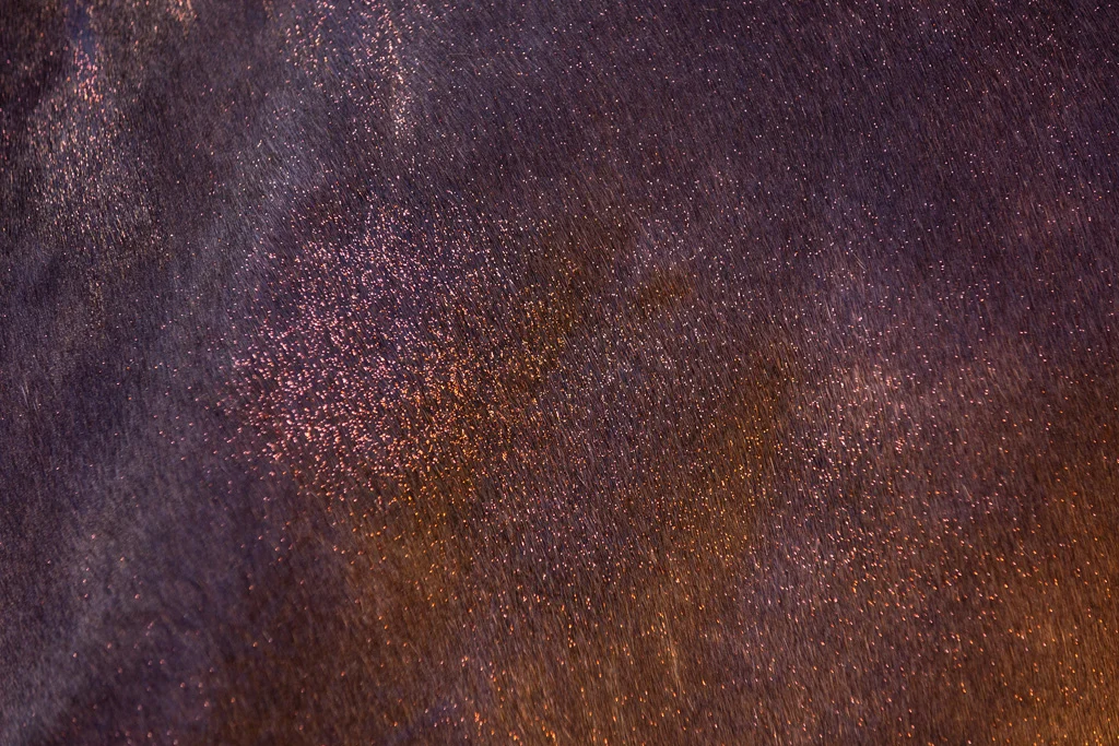 Třpytivý sprej na srst, hřívu a ocas, 250 ml – Excellent Horse Hi Gloss Glitter Spray Orange - Obrázek 3