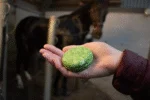 Tuhý šampon pro koně s kondicionérem, aloe vera, 60 g – Excellent Horse Hi Gloss Shampoo Bar - Obrázek 3