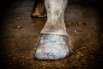 Stříbrný třpytivý lak na kopyta, 150 ml – Excellent Horse Hi Gloss Glitter Hoof Polish - Obrázek 2