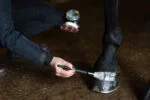 Stříbrný třpytivý lak na kopyta, 150 ml – Excellent Horse Hi Gloss Glitter Hoof Polish - Obrázek 3