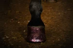 Růžový třpytivý lak na kopyta, 150 ml – Excellent Horse Hi Gloss Glitter Hoof Polish - Obrázek 2