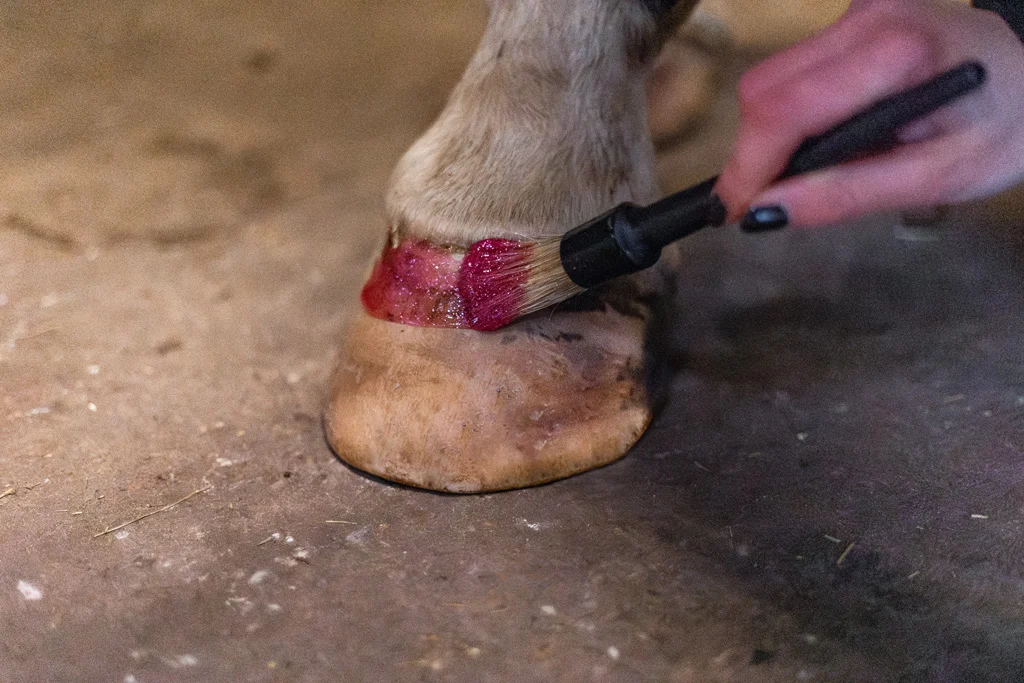 Růžový třpytivý lak na kopyta, 150 ml – Excellent Horse Hi Gloss Glitter Hoof Polish - Obrázek 3