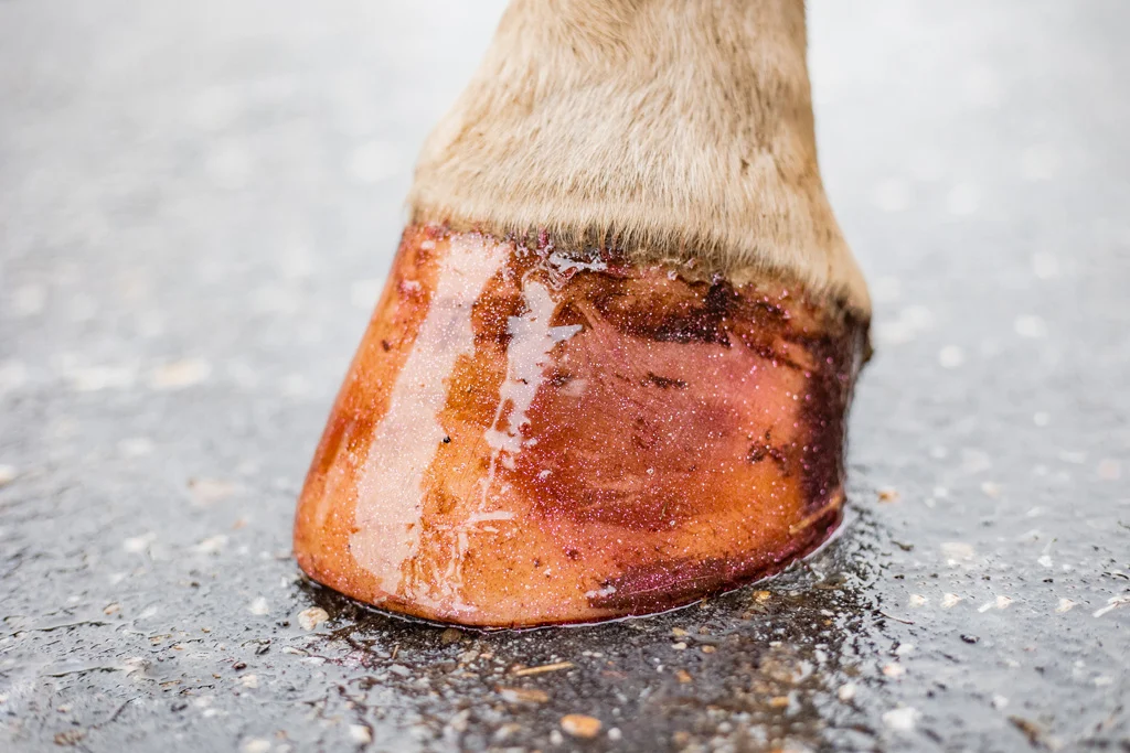 Růžový třpytivý lak na kopyta, 150 ml – Excellent Horse Hi Gloss Glitter Hoof Polish - Obrázek 5