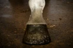 Zlatý třpytivý lak na kopyta, 150 ml – Excellent Horse Hi Gloss Glitter Hoof Polish - Obrázek 2