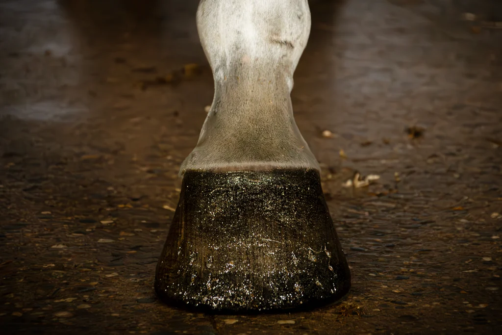 Zlatý třpytivý lak na kopyta, 150 ml – Excellent Horse Hi Gloss Glitter Hoof Polish - Obrázek 2