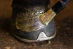 Zlatý třpytivý lak na kopyta, 150 ml – Excellent Horse Hi Gloss Glitter Hoof Polish - Obrázek 4