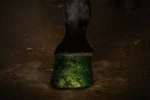 Třpytivý lak na kopyta zelený, 150 ml – Excellent Horse Hi Gloss Glitter Hoof Polish - Obrázek 2