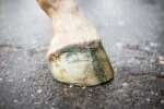 Třpytivý lak na kopyta zelený, 150 ml – Excellent Horse Hi Gloss Glitter Hoof Polish - Obrázek 3