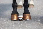 Oranžový třpytivý lak na kopyta, 150 ml – Excellent Horse Hi Gloss Glitter Hoof Polish - Obrázek 2