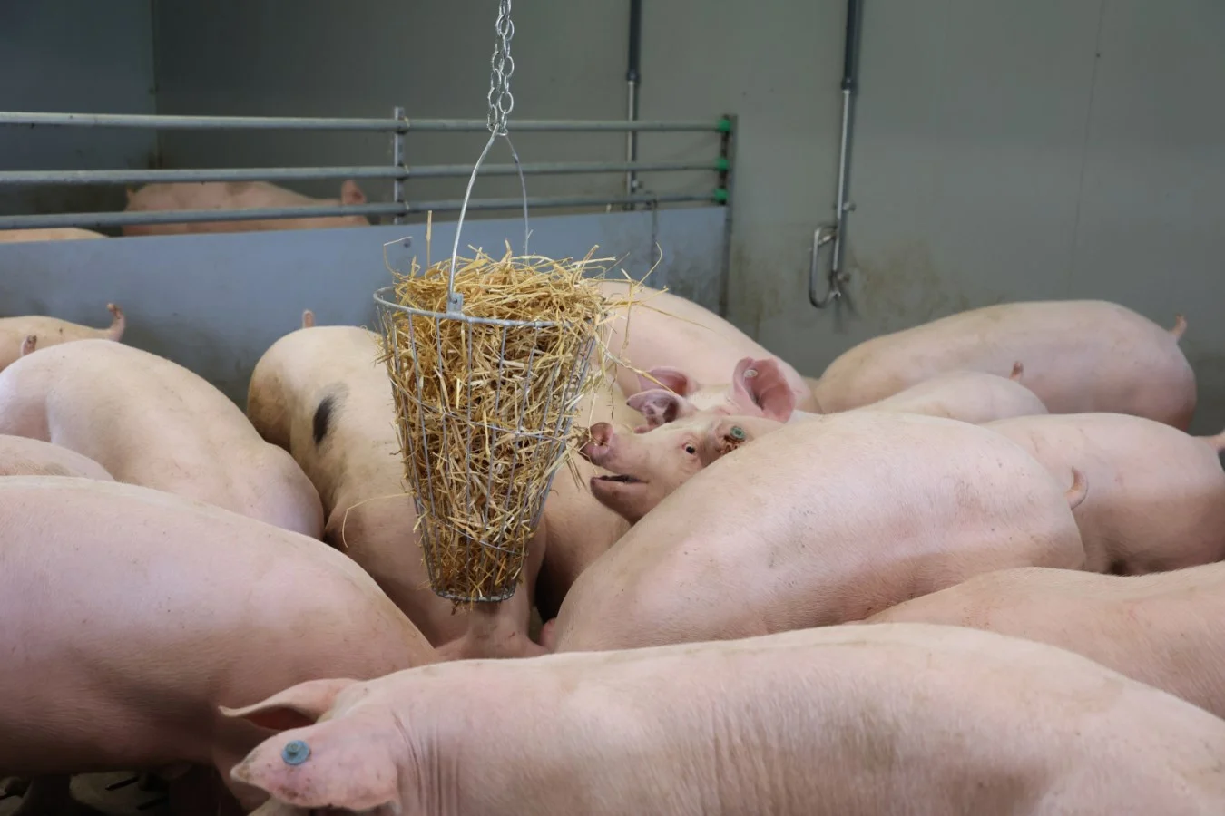 Jesle na seno s rukojetí z pozinkovaného železa, výška 50 cm – Kerbl - Obrázek 3