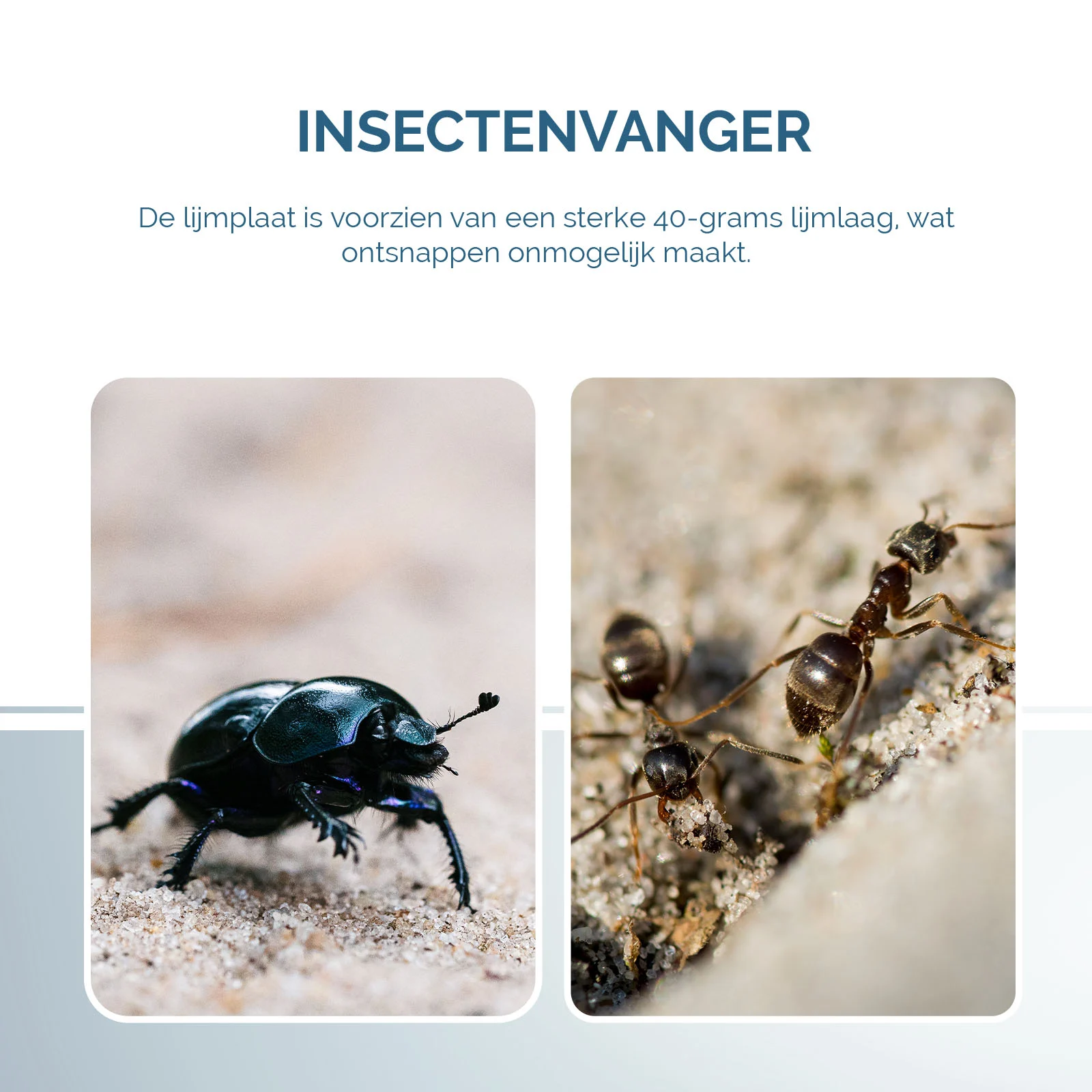 Lepová deska na hmyz ve tvaru knihy, černá, 22 x 17 cm – Hofman Pest Control - Obrázek 5