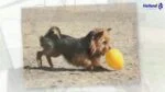 Plastové hrací vejce pro psy, fialové, 30 cm – Jolly Pets Egg - Obrázek 5