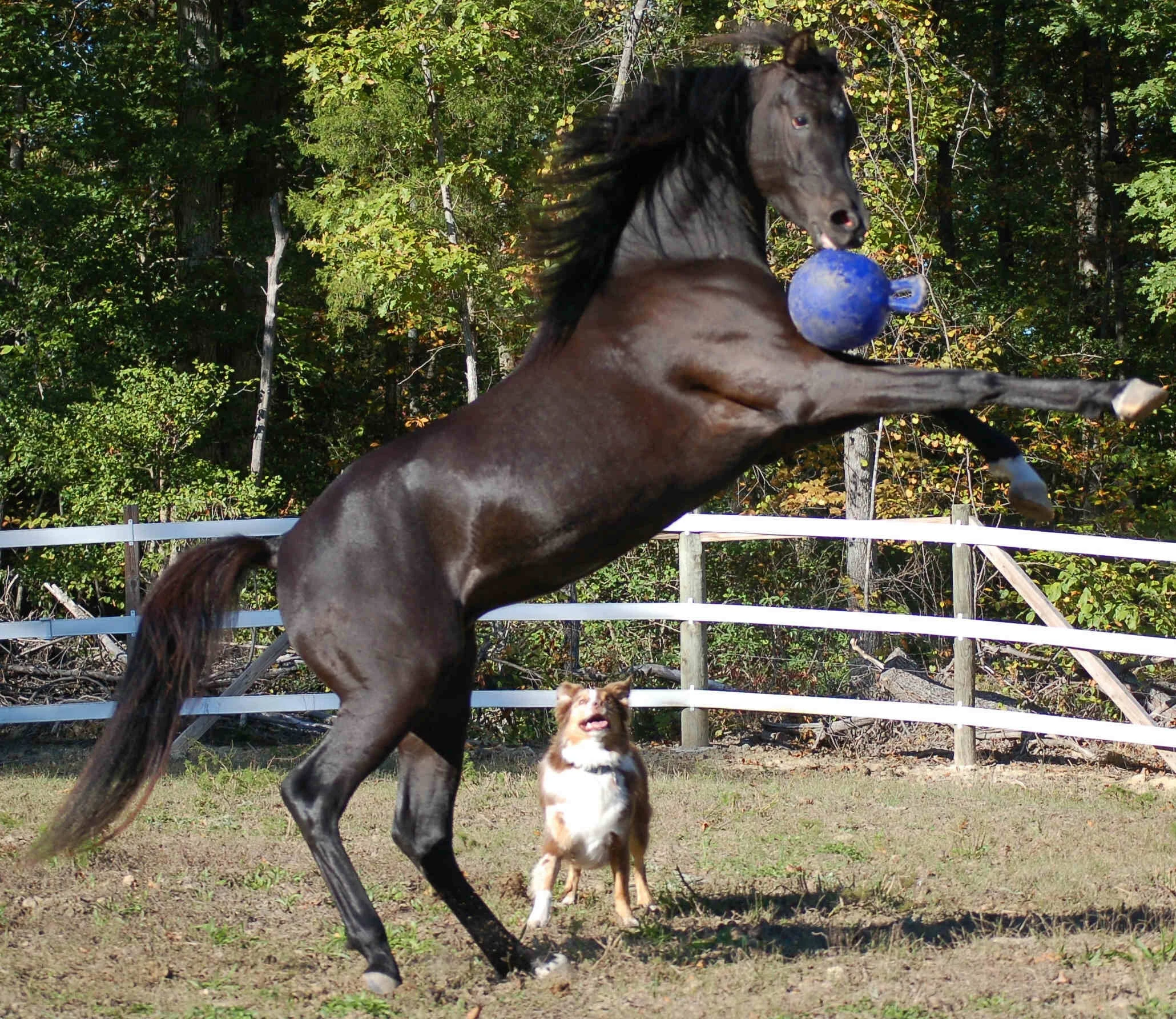 Míč na hraní pro koně, oranžový s vůní vanilky, 25 cm – Jolly Pets Jolly Ball - Obrázek 2