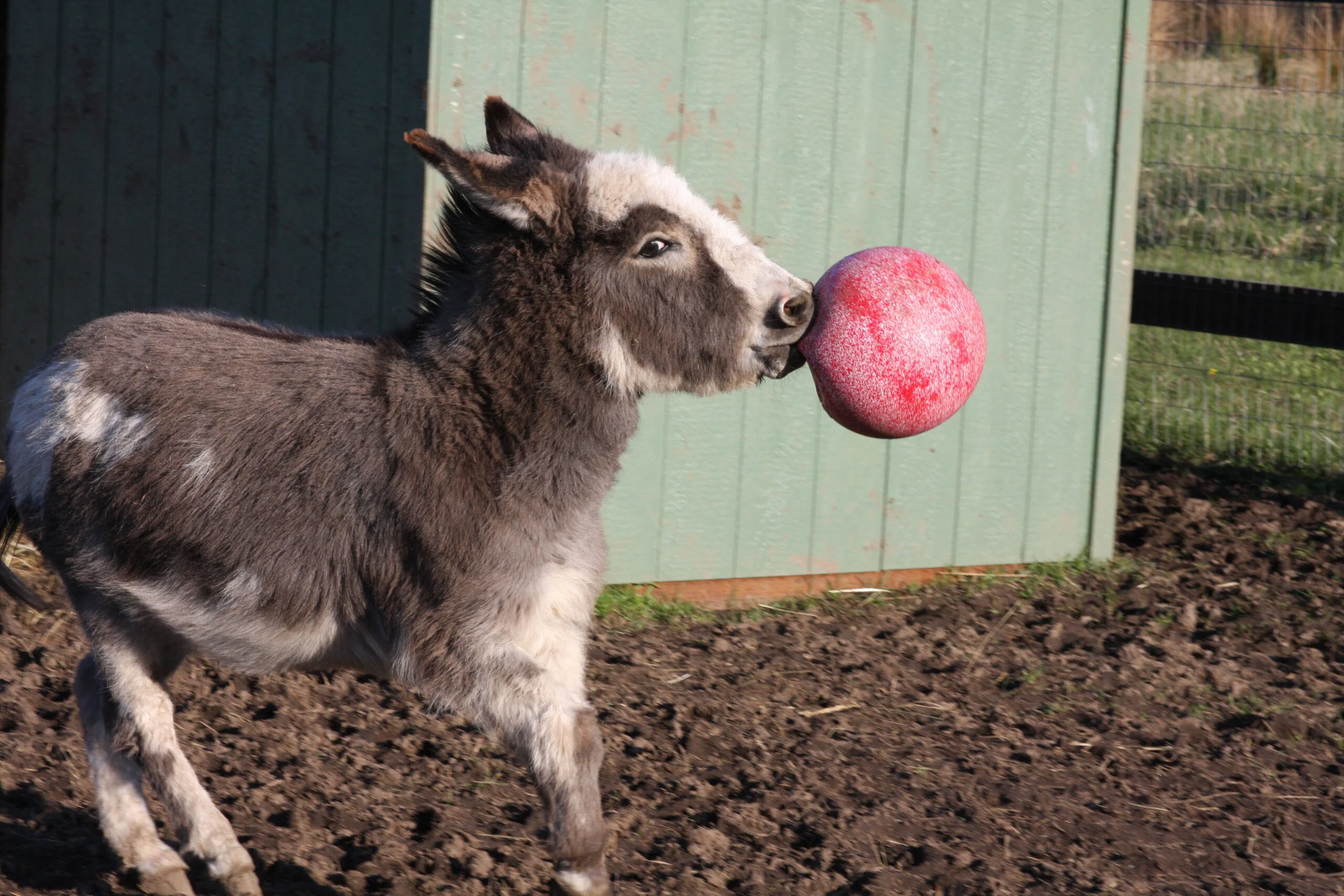 Míč na hraní pro koně, červený bez vůně, 25 cm – Jolly Pets Jolly Ball - Obrázek 2