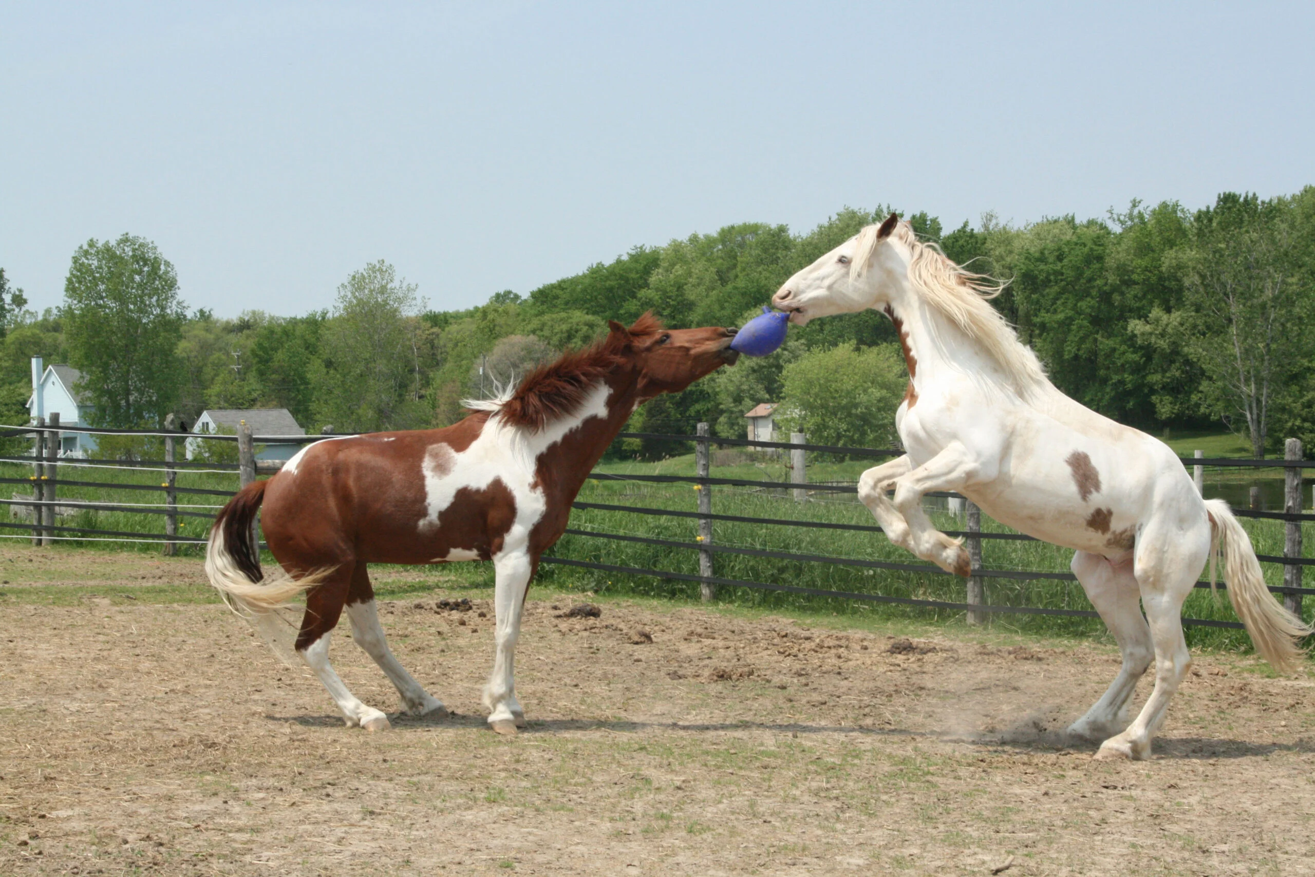 Míč na hraní pro koně, červený bez vůně, 25 cm – Jolly Pets Jolly Ball - Obrázek 3