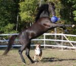 Červený samonafukovací míč pro koně, 20 cm – Jolly Pets Jolly Ball Dual - Obrázek 3