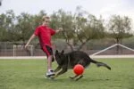 Aportovací míček pro psy, oranžový, 15 cm – Jolly Pets Jolly Soccer Ball - Obrázek 2