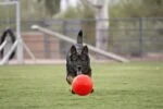 Aportovací míček pro psy, oranžový, 15 cm – Jolly Pets Jolly Soccer Ball - Obrázek 3