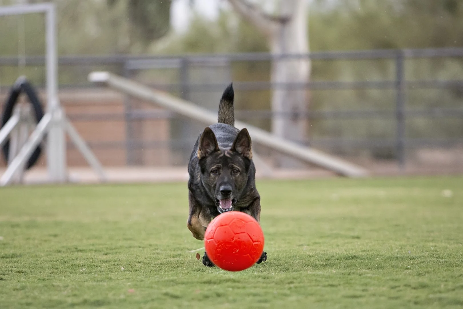 Aportovací míček pro psy, oranžový, 15 cm – Jolly Pets Jolly Soccer Ball - Obrázek 3