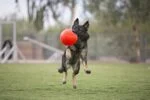 Aportovací míček pro psy, oranžový, 15 cm – Jolly Pets Jolly Soccer Ball - Obrázek 5