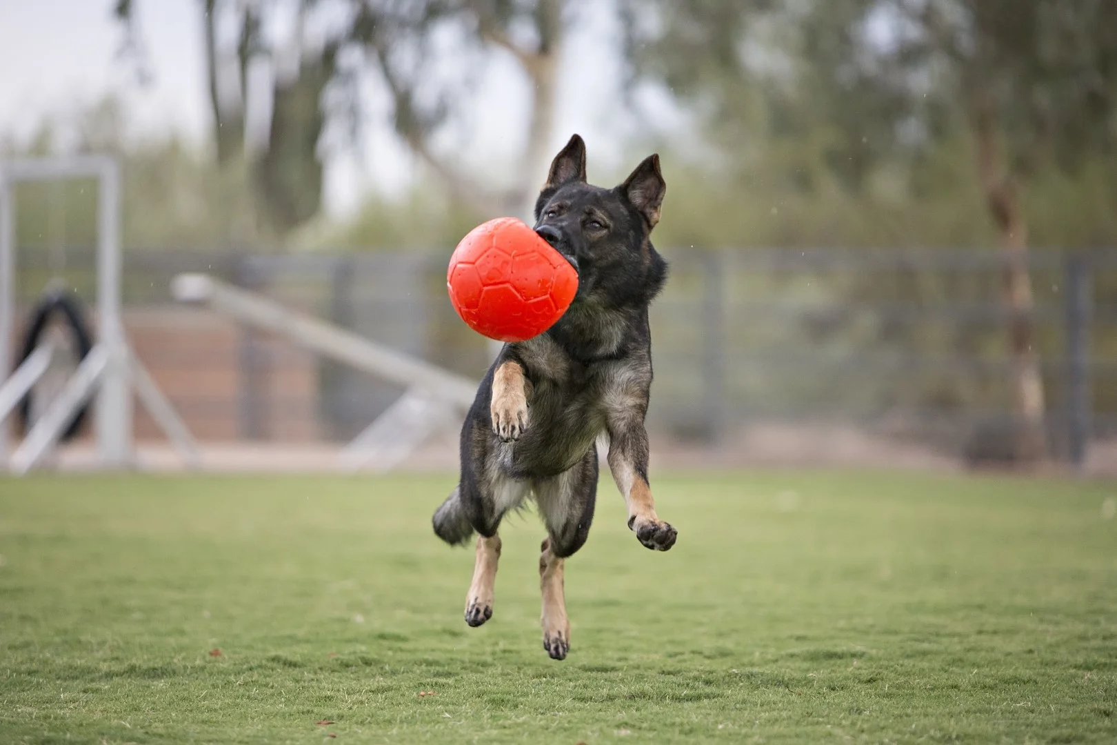 Aportovací míček pro psy, oranžový, 15 cm – Jolly Pets Jolly Soccer Ball - Obrázek 5